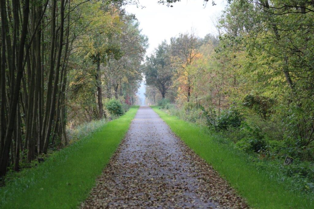 Ścieżka rowerowa biegnąca przez las zasypana pierwszymi, jesiennymi liśćmi.