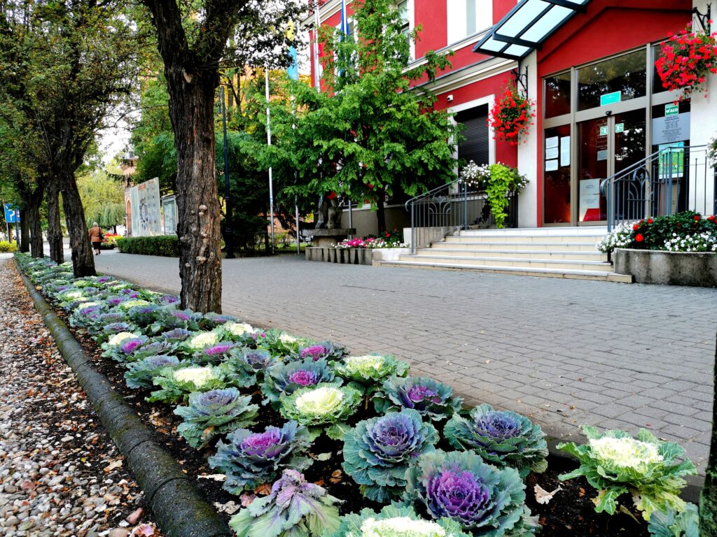 Na zdjęciu jesienne nasadzenia kwiatów przed urzędem miejskim. Na pierwszym planie ozdobne, kolorowe kapusty, w tle urząd od frontu