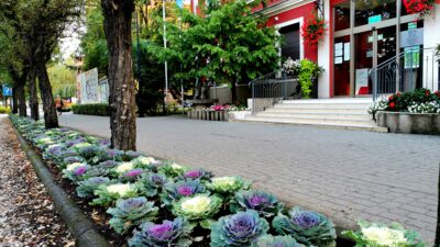 Na zdjęciu jesienne nasadzenia kwiatów przed urzędem miejskim. Na pierwszym planie ozdobne, kolorowe kapusty, w tle urząd od frontu